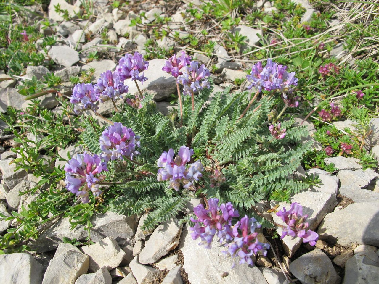 Oxytropis amethystea habit