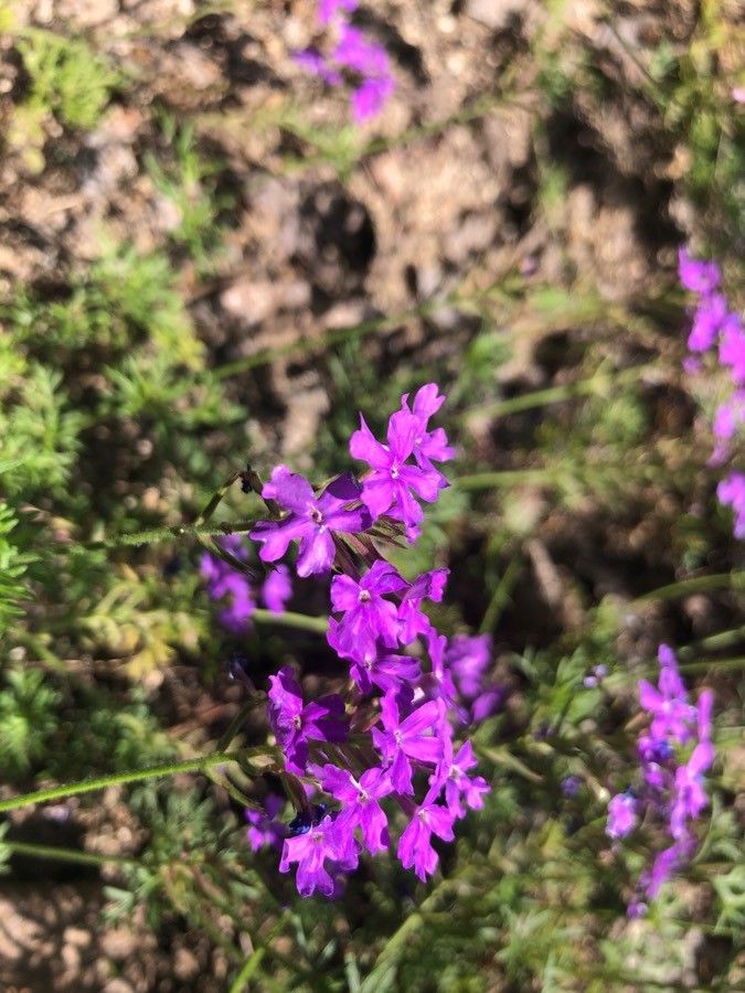Glandularia aristigera flower