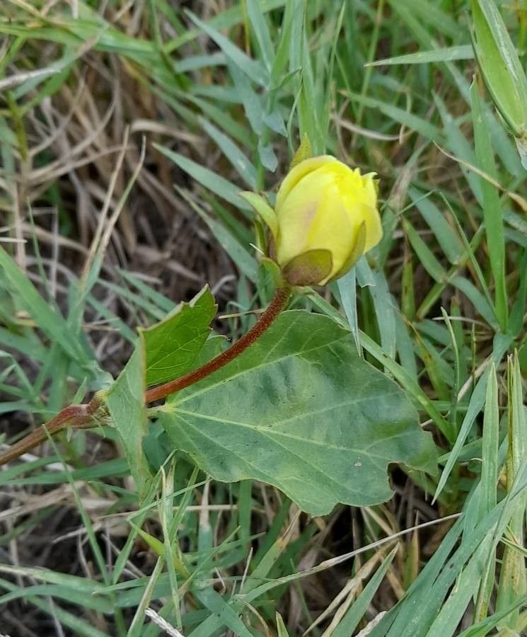 Cienfuegosia drummondii — related species from the same genus