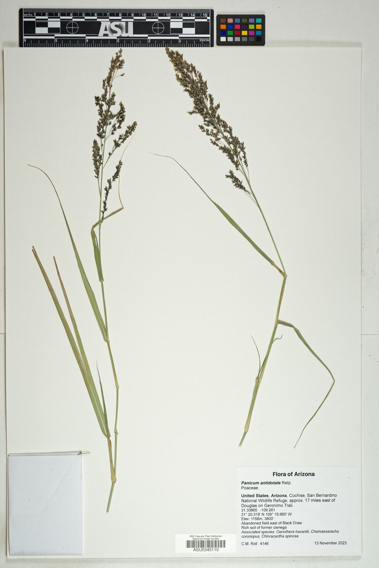 Panicum antidotale — houseplant care guide