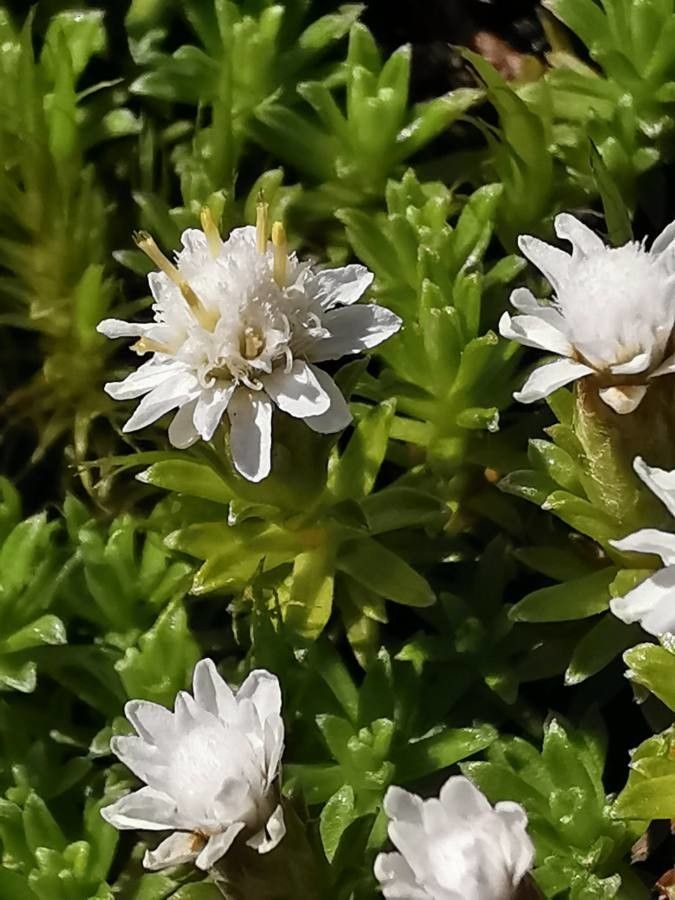 Raoulia glabra flower