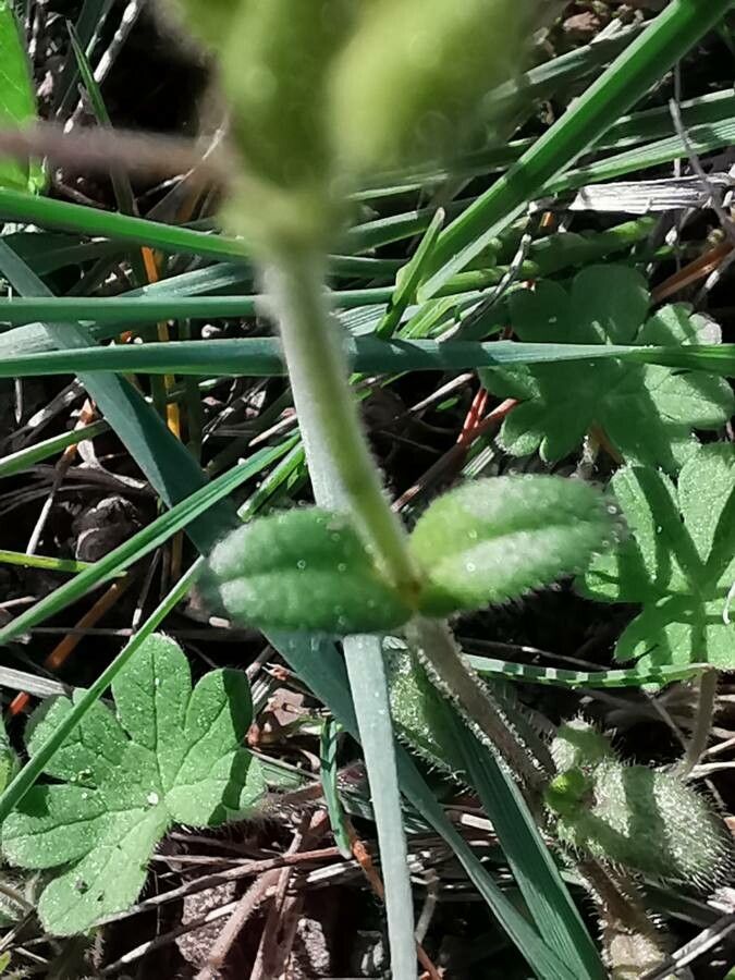 Cerastium pumilum — search result for 'Cerastium'