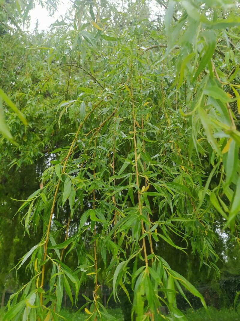 Salix x chrysocoma — houseplant care guide