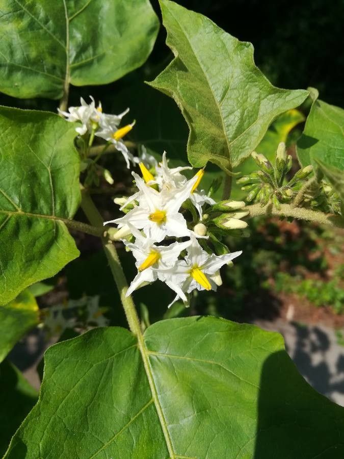 Solanum torvum flower