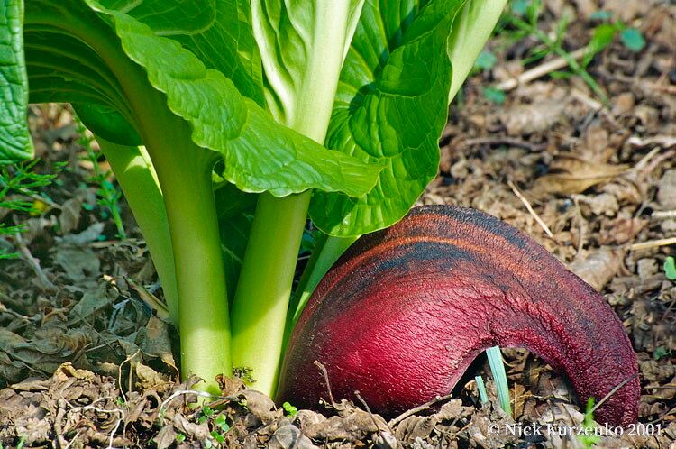 Symplocarpus renifolius flower