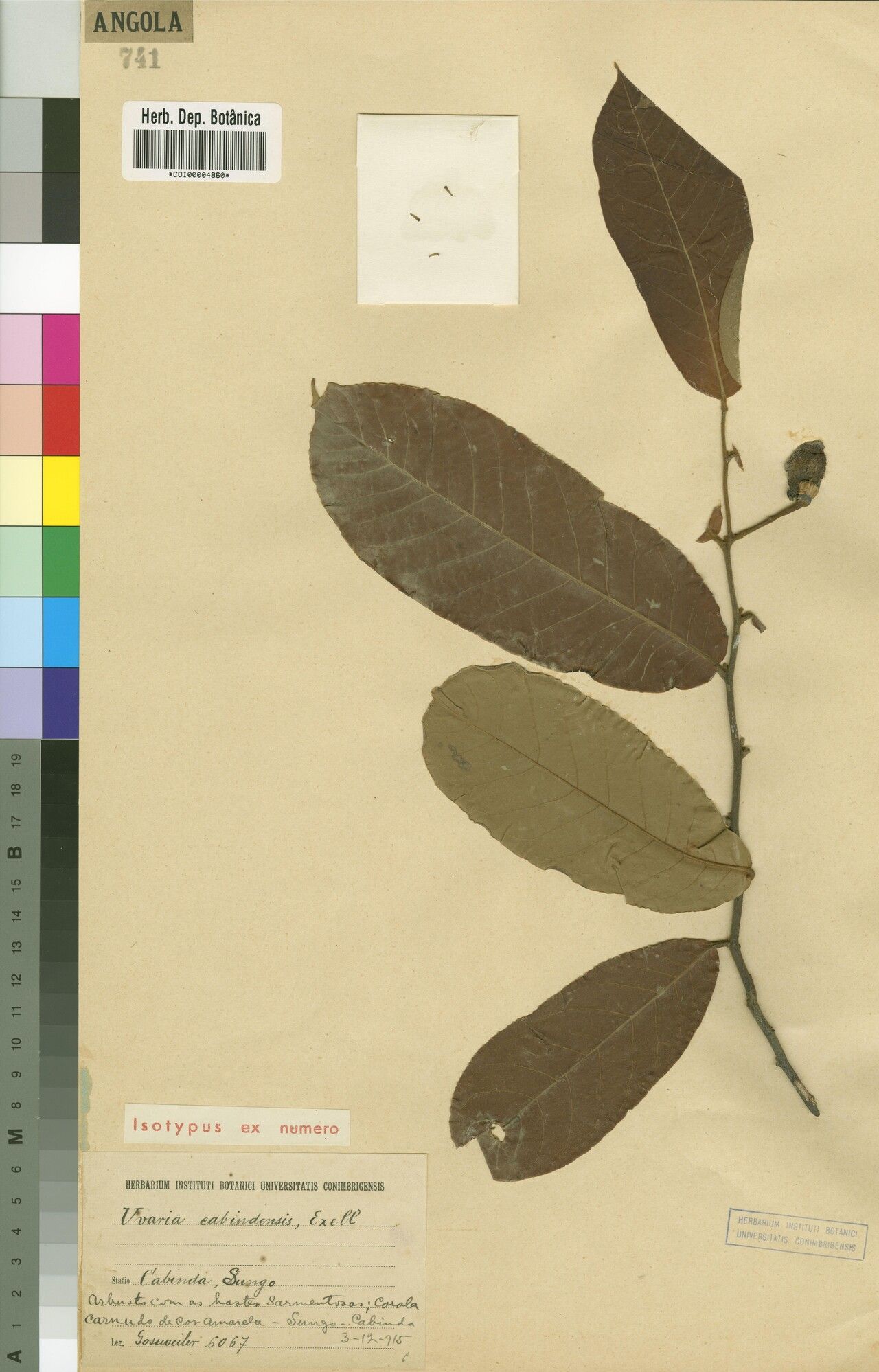 Uvaria cabindensis — houseplant care guide