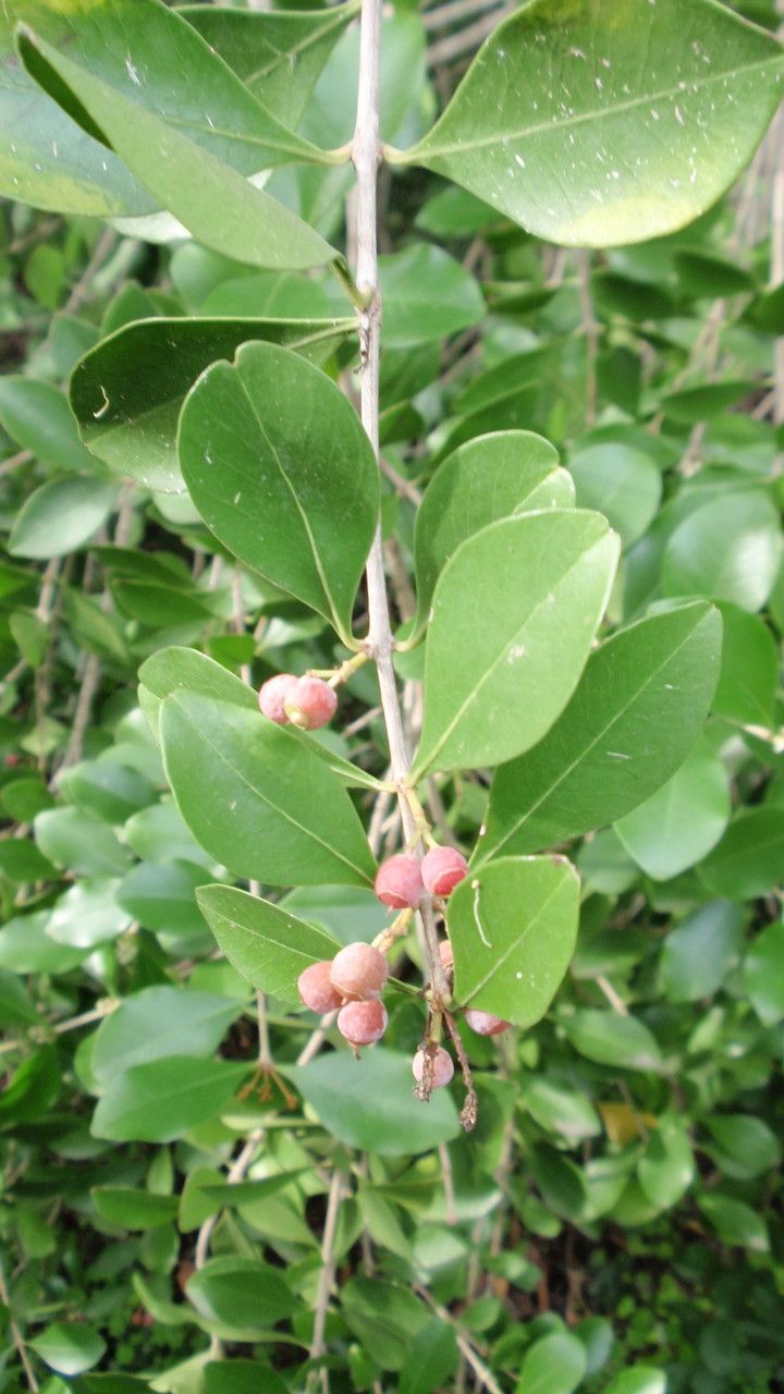 Olinia ventosa fruit