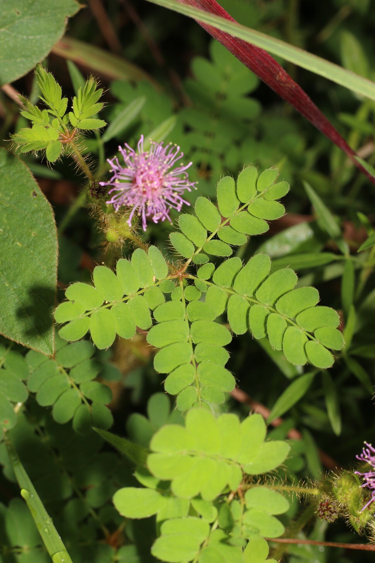 Mimosa skinneri flower