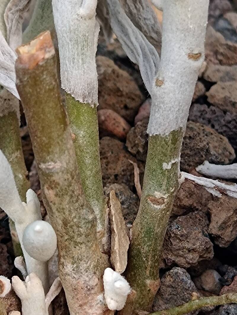 Caputia tomentosa bark