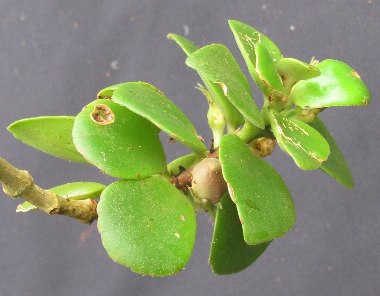 Codonanthe macradenia other