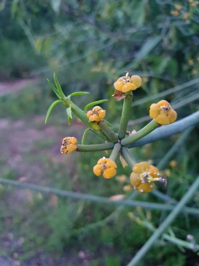 Euphorbia gossypina leaf