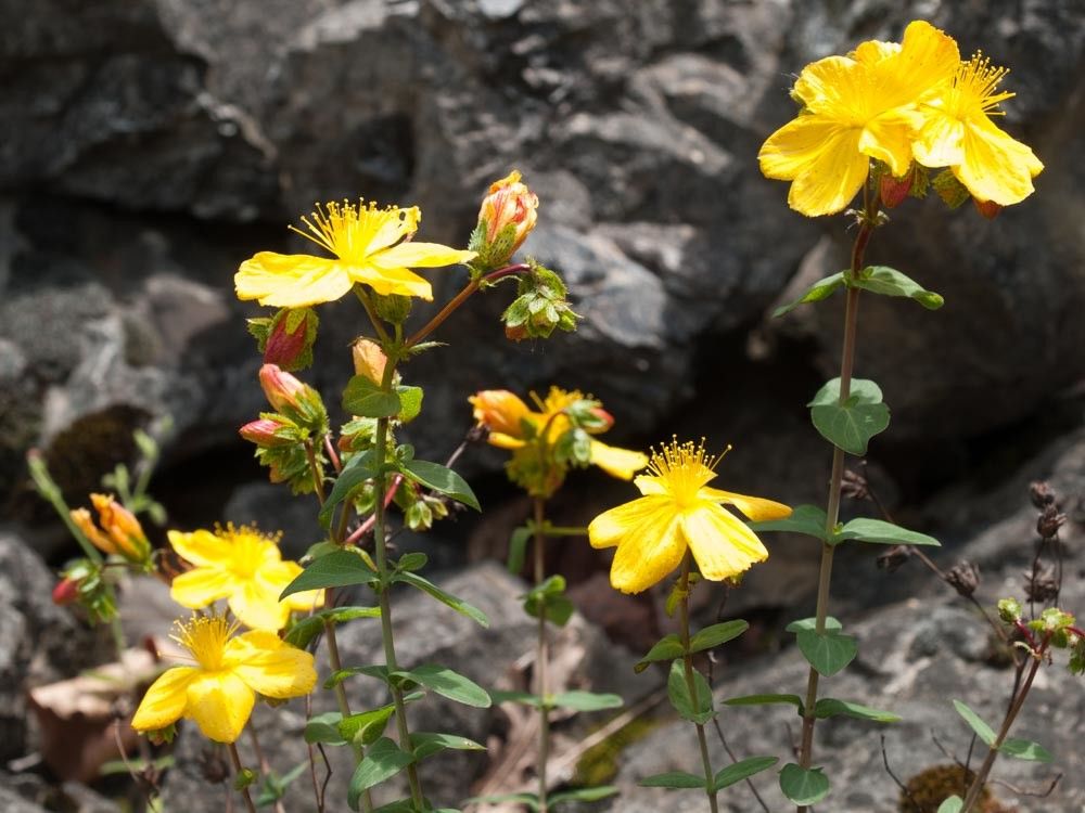 Hypericum rumeliacum — search result for 'Hypericaceae'