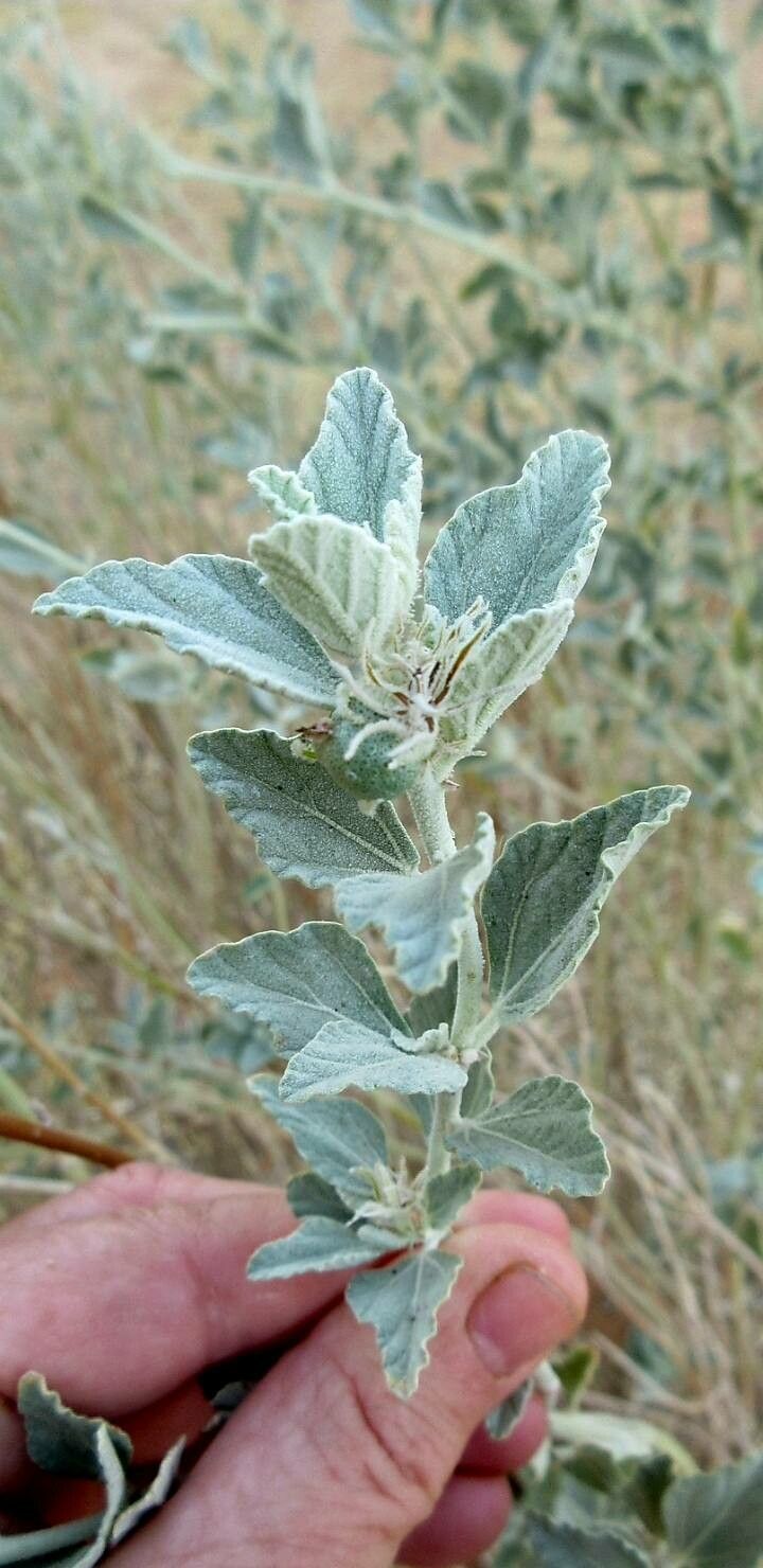 Chrozophora brocchiana flower