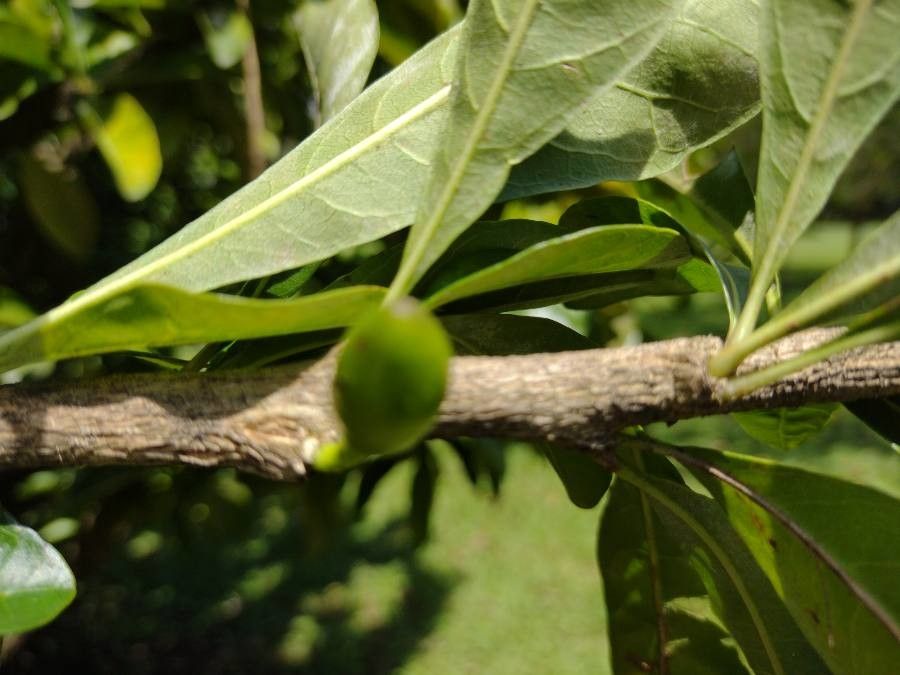 Crescentia cujete fruit
