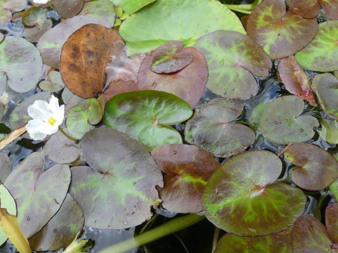 Nymphoides thunbergiana habit