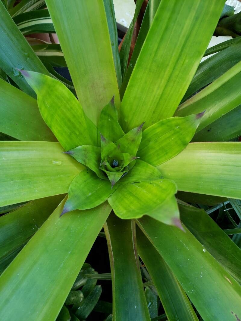 Guzmania wittmackii leaf