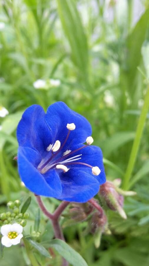 Phacelia nashiana flower