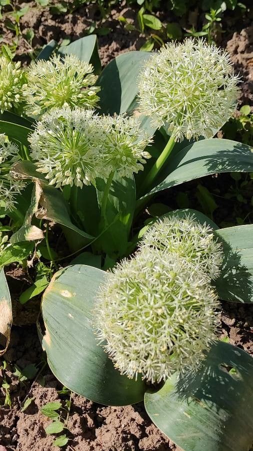 Allium karataviense habit