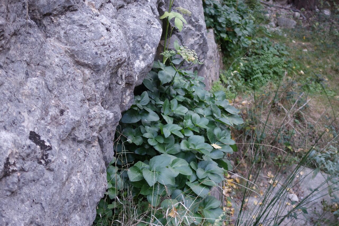 Peucedanum hispanicum — houseplant care guide