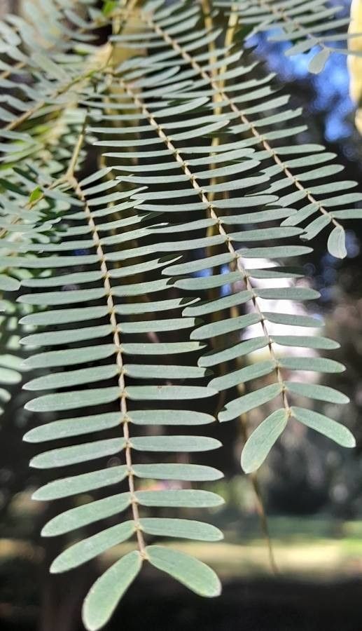 Parapiptadenia excelsa — related species from the same genus