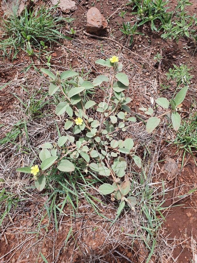 Melhania ovata — houseplant care guide