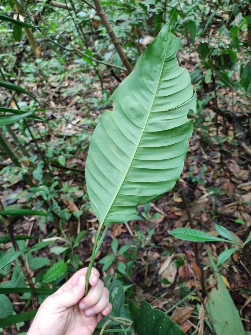 Philodendron inaequilaterum leaf
