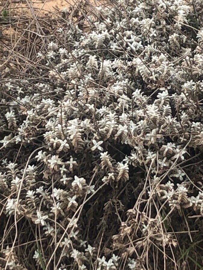 Sideritis incana — search result for 'Sideritis'