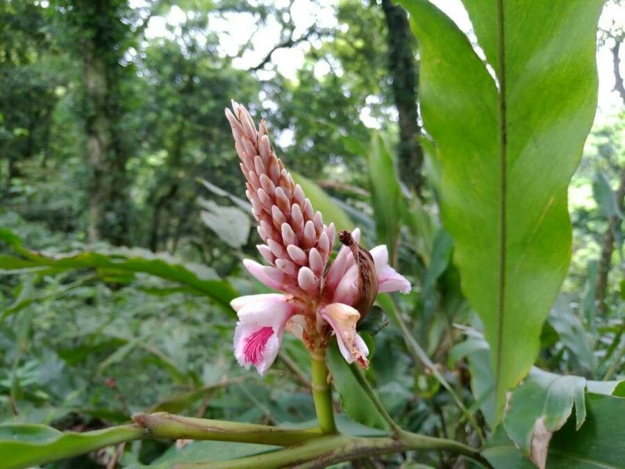 Alpinia shimadae flower