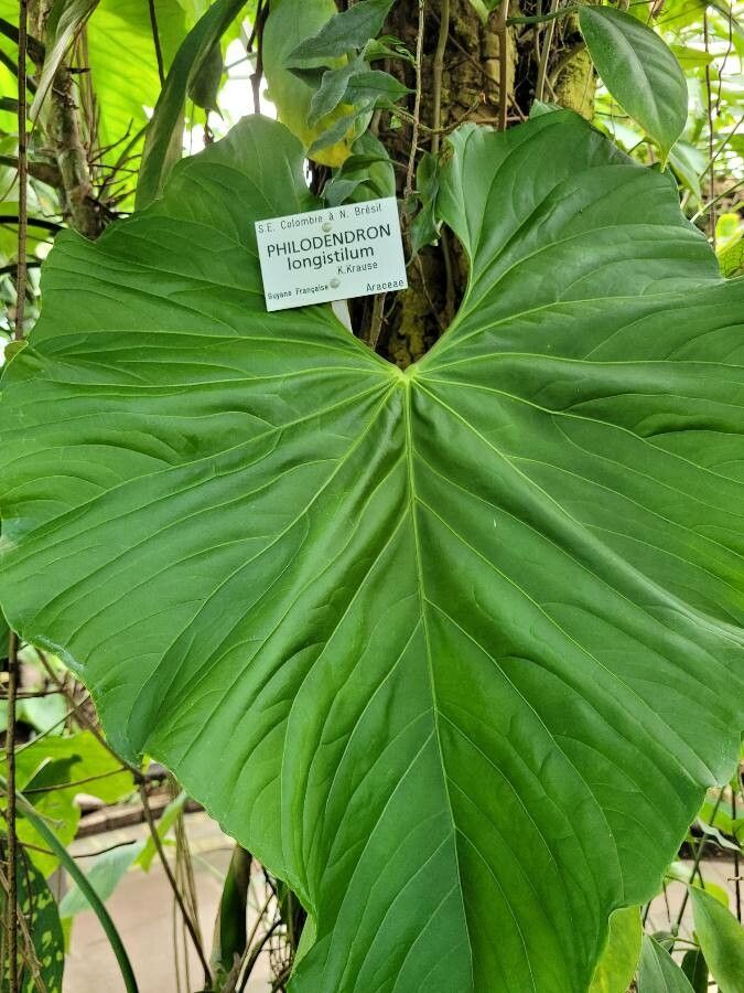 Philodendron longistilum — search result for 'Philodendron'