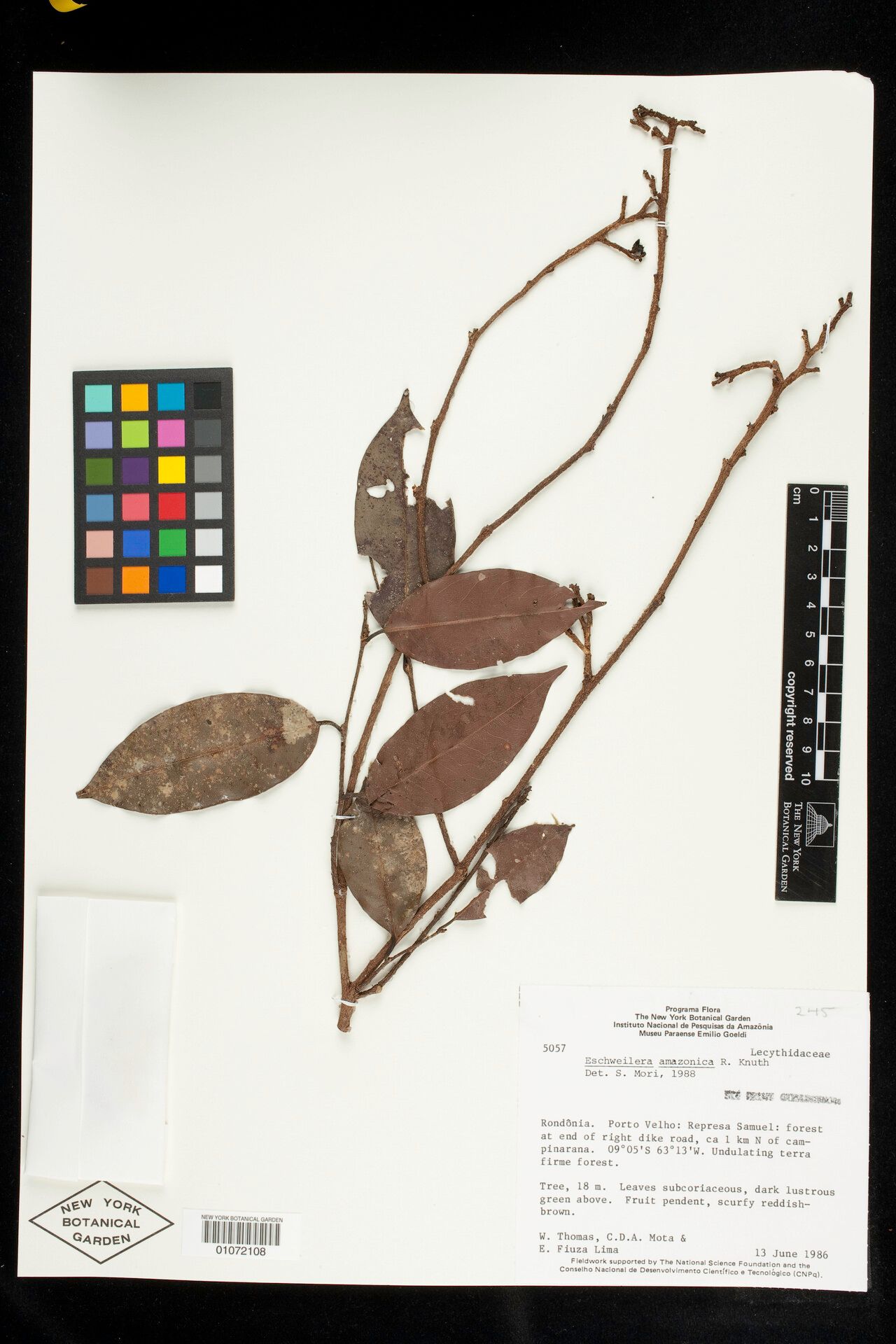 Eschweilera amazonica — related species from the same genus