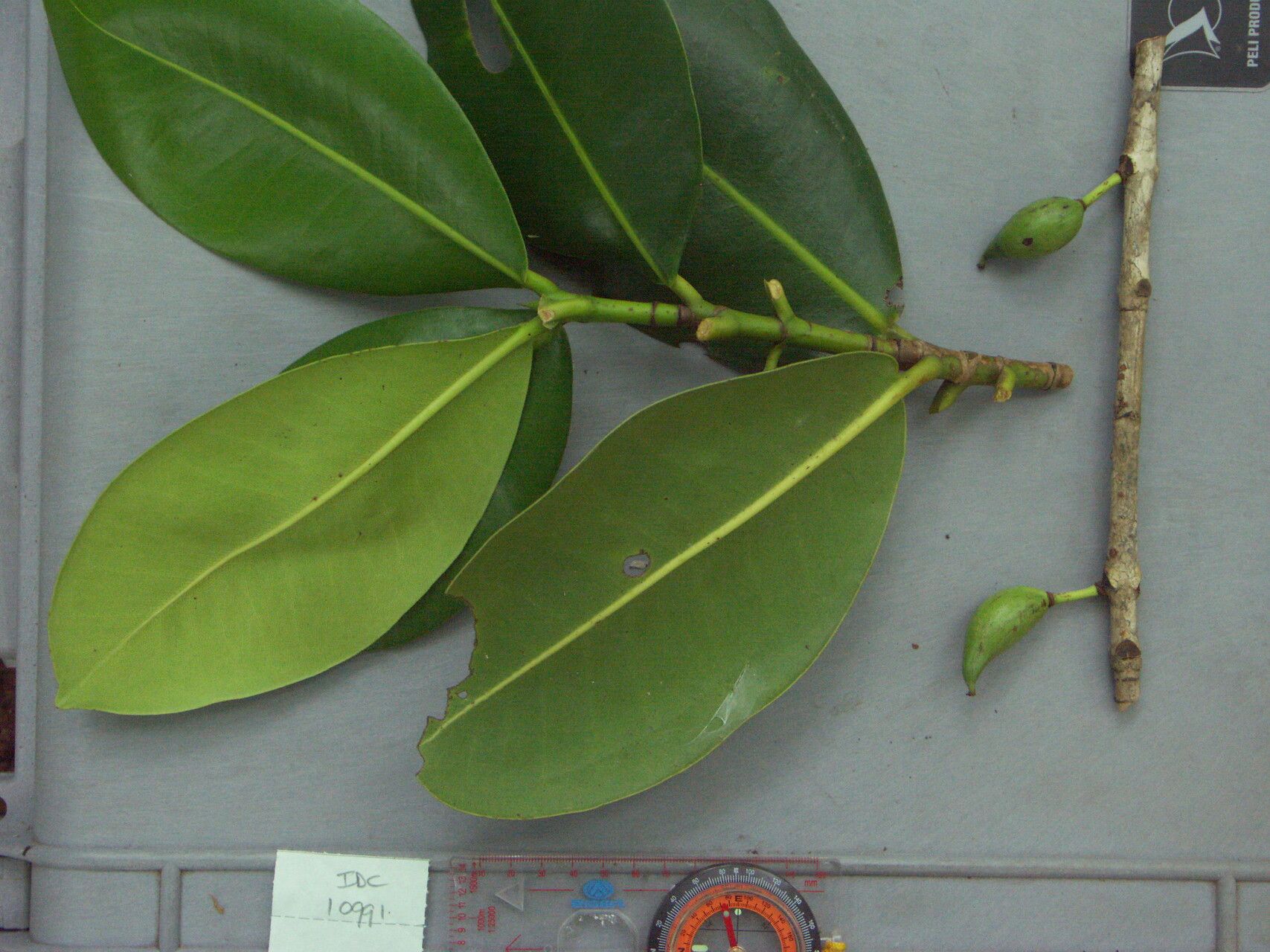 Mammea odorata — search result for 'Mammea'