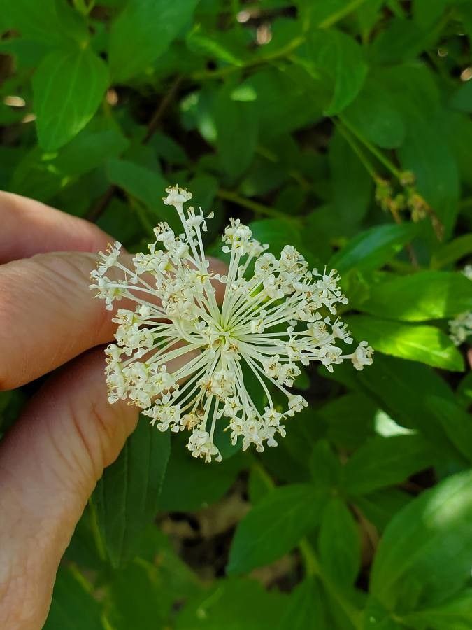 Ceanothus herbaceus flower