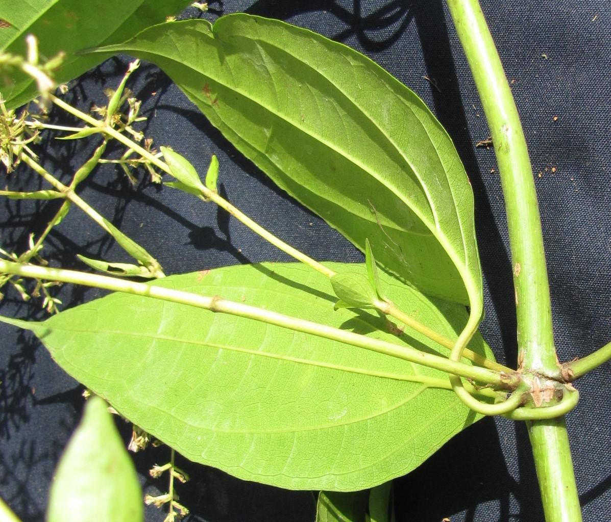 Mikania simpsonii — houseplant care guide