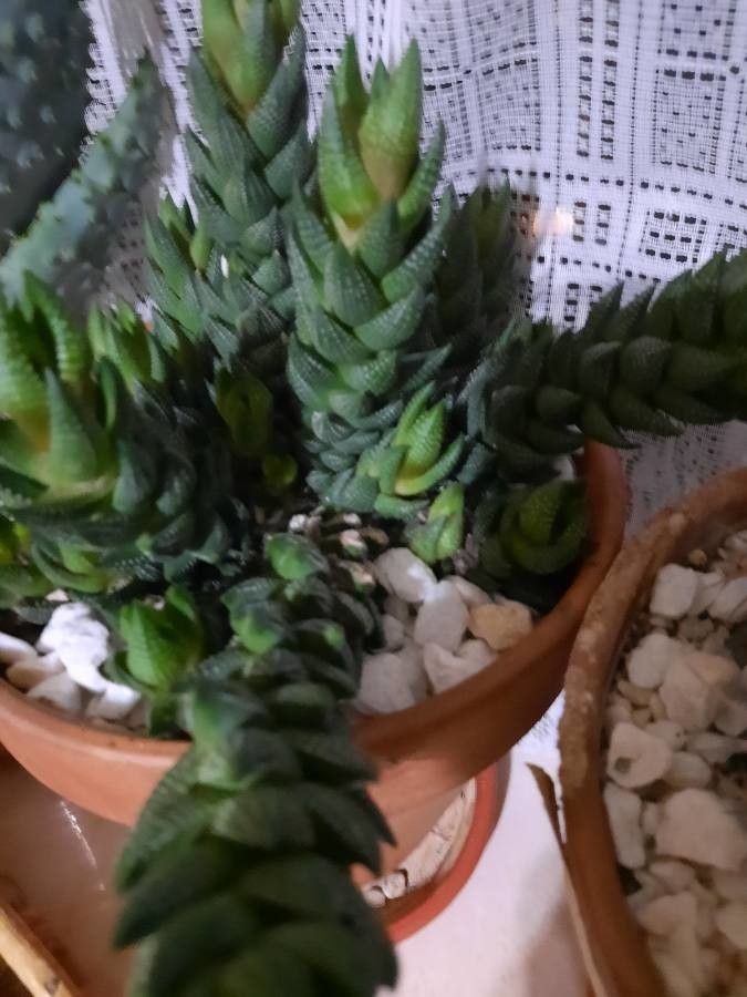 Haworthiopsis coarctata fruit