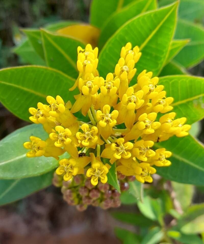 Asclepias barjoniifolia flower