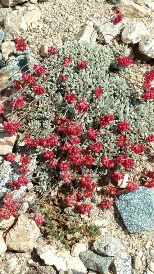 Eriogonum gracilipes — search result for 'Eriogonum'