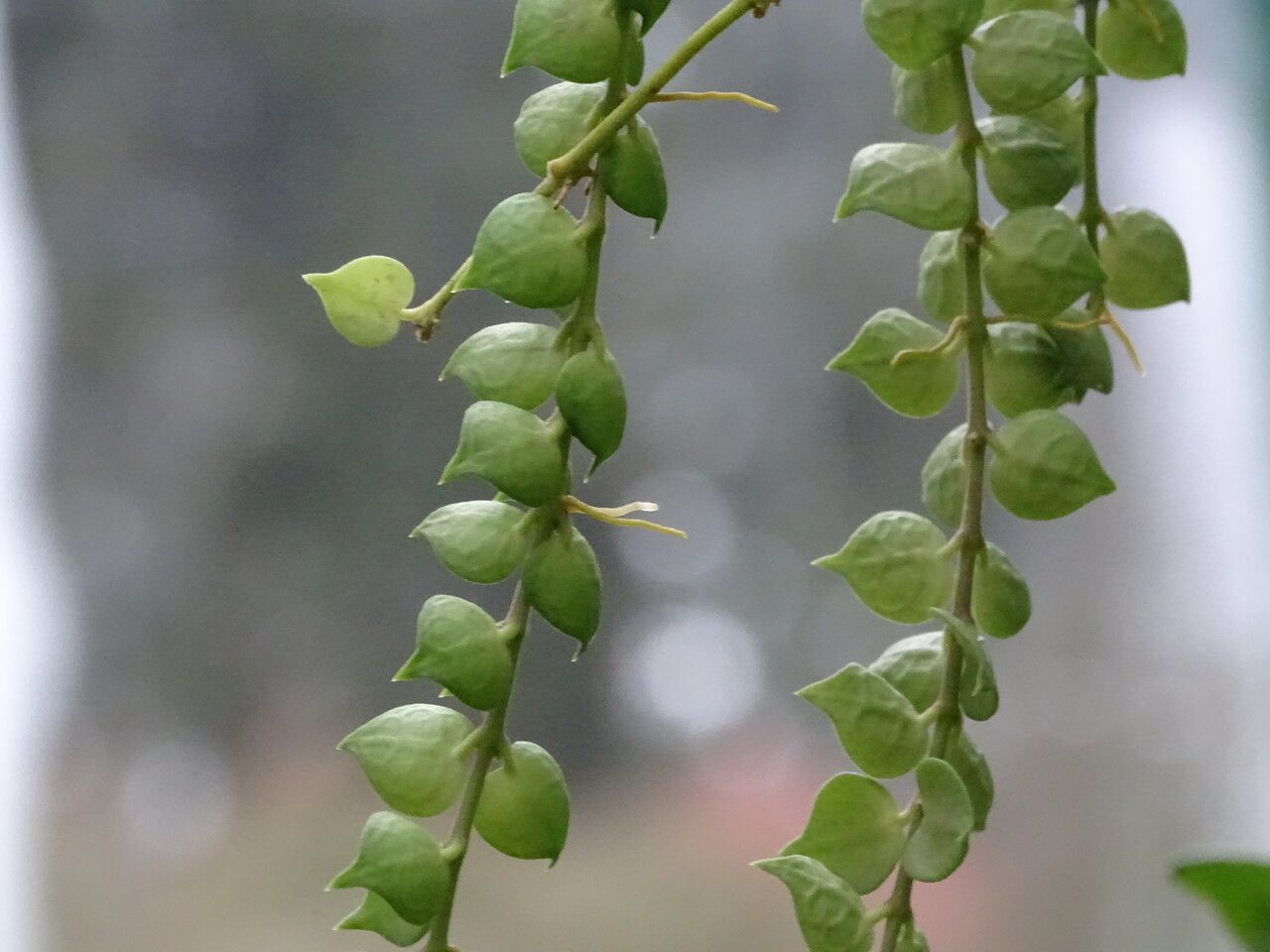 Dischidia ruscifolia — search result for 'Dischidia'