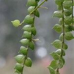 Dischidia ruscifolia