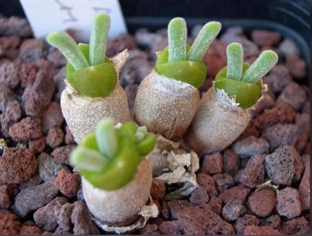 Monilaria obconica — houseplant care guide