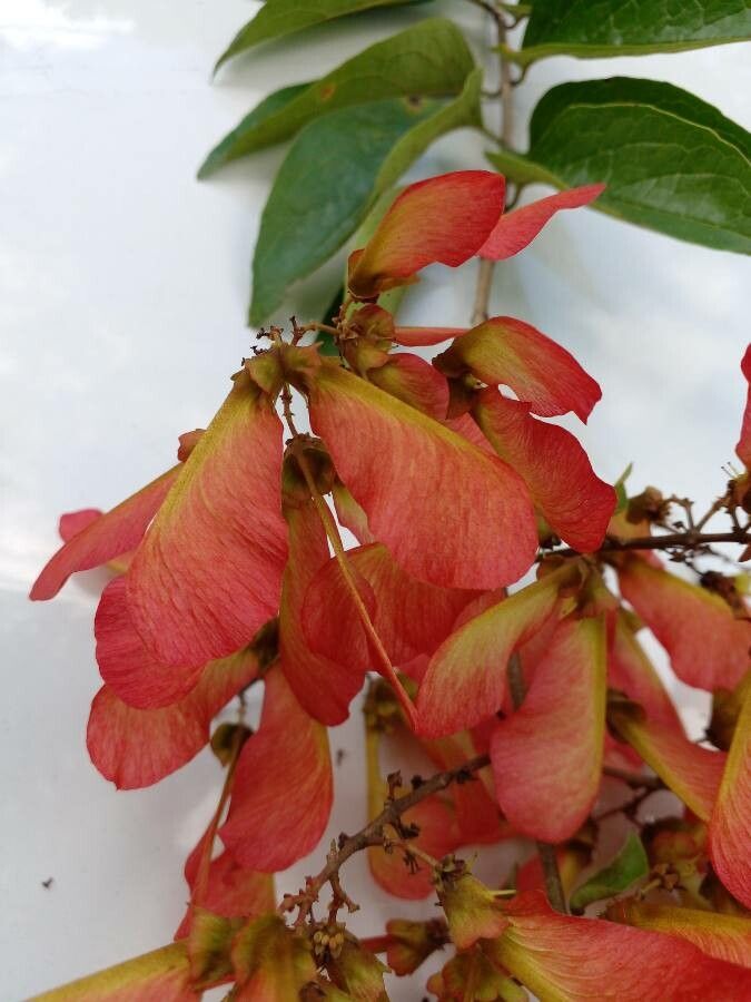 Heteropterys panamensis fruit