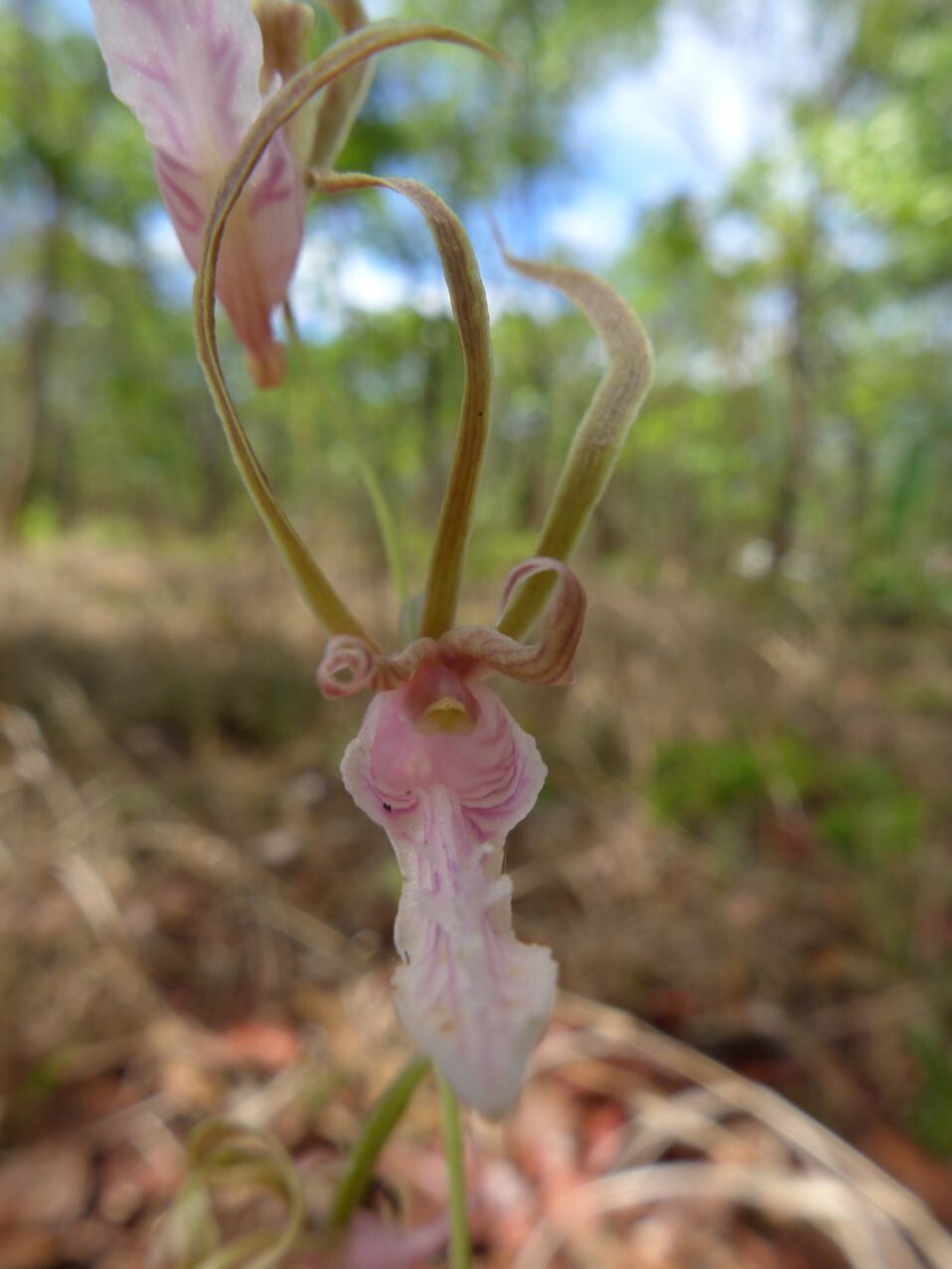 Eulophia venulosa flower