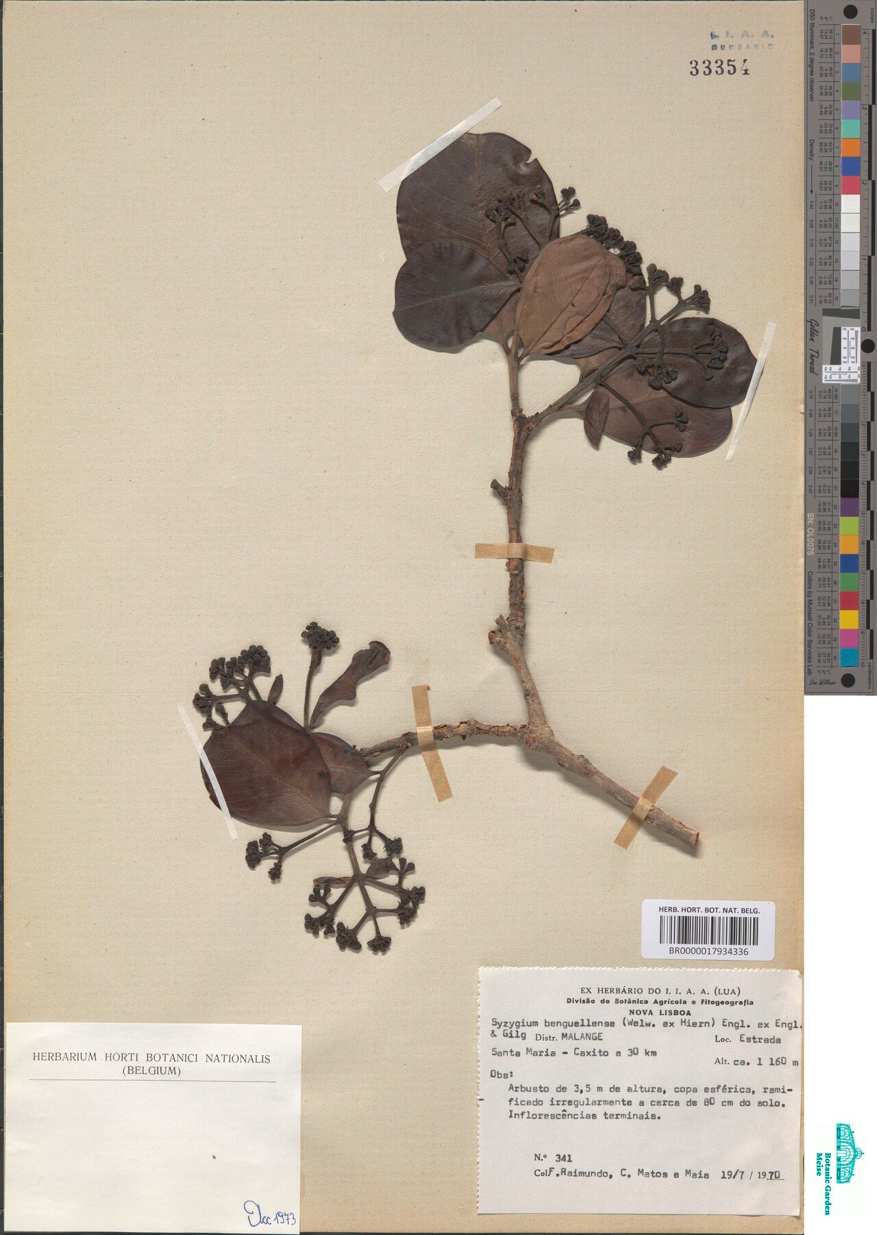 Syzygium benguellense — houseplant care guide