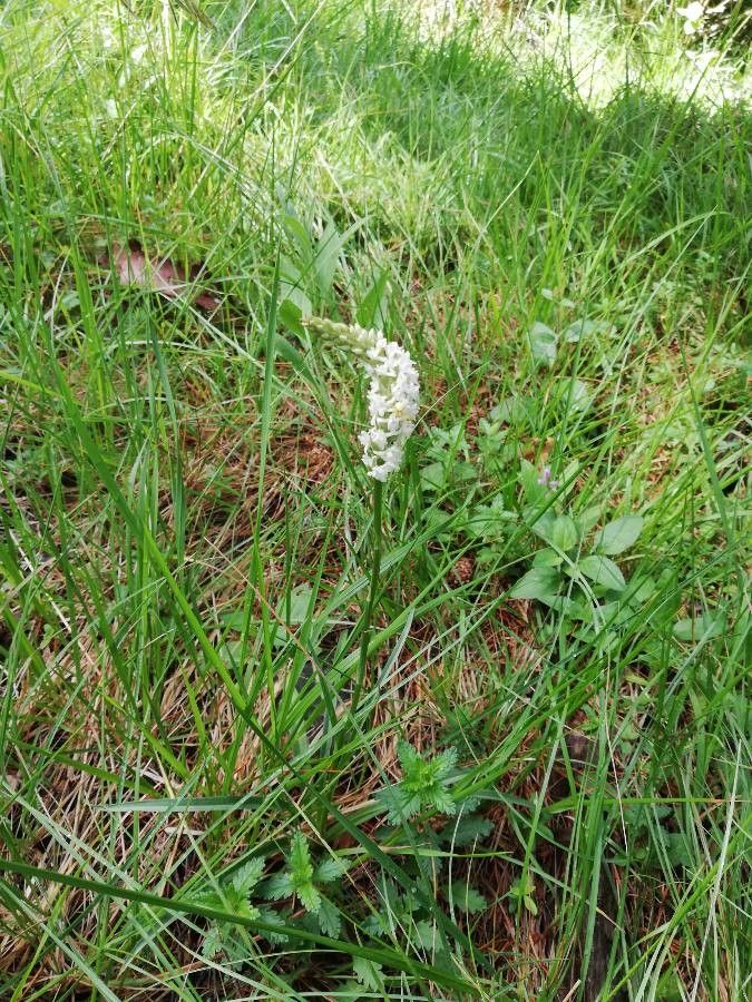 Gymnadenia odoratissima leaf