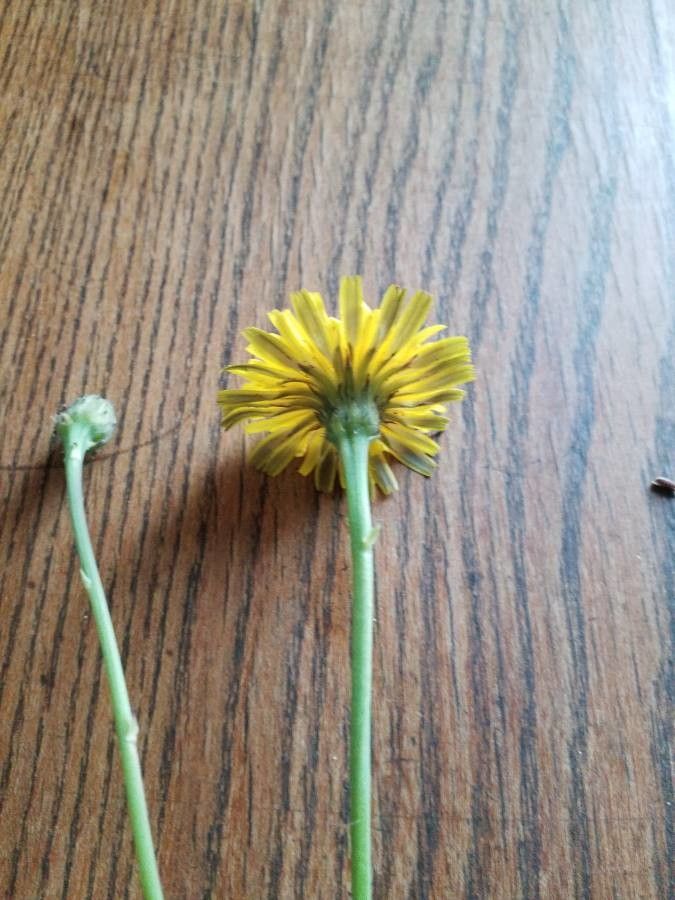 Crepis × hybrida — houseplant care guide