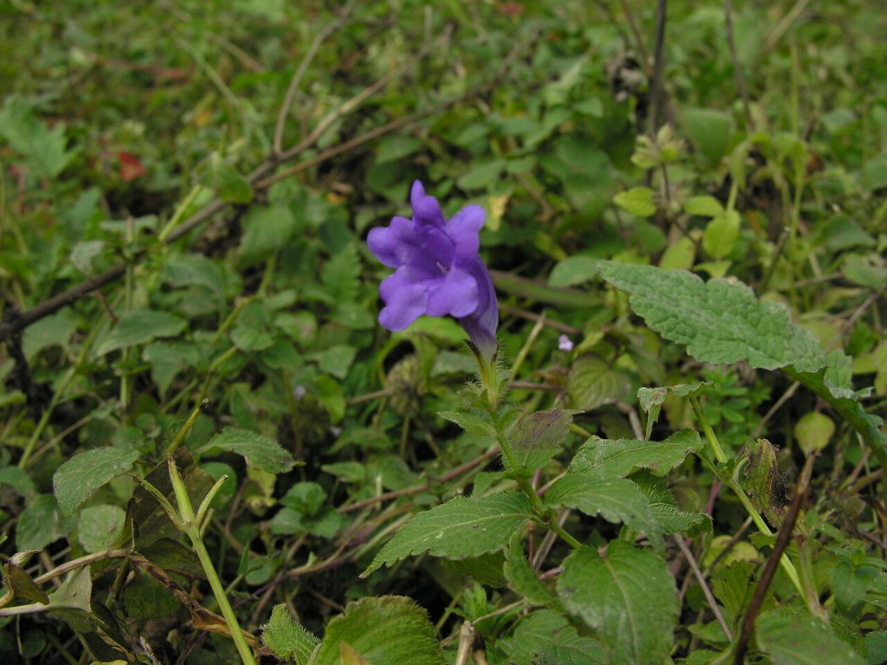 Strobilanthes extensa — search result for 'Strobilanthes'