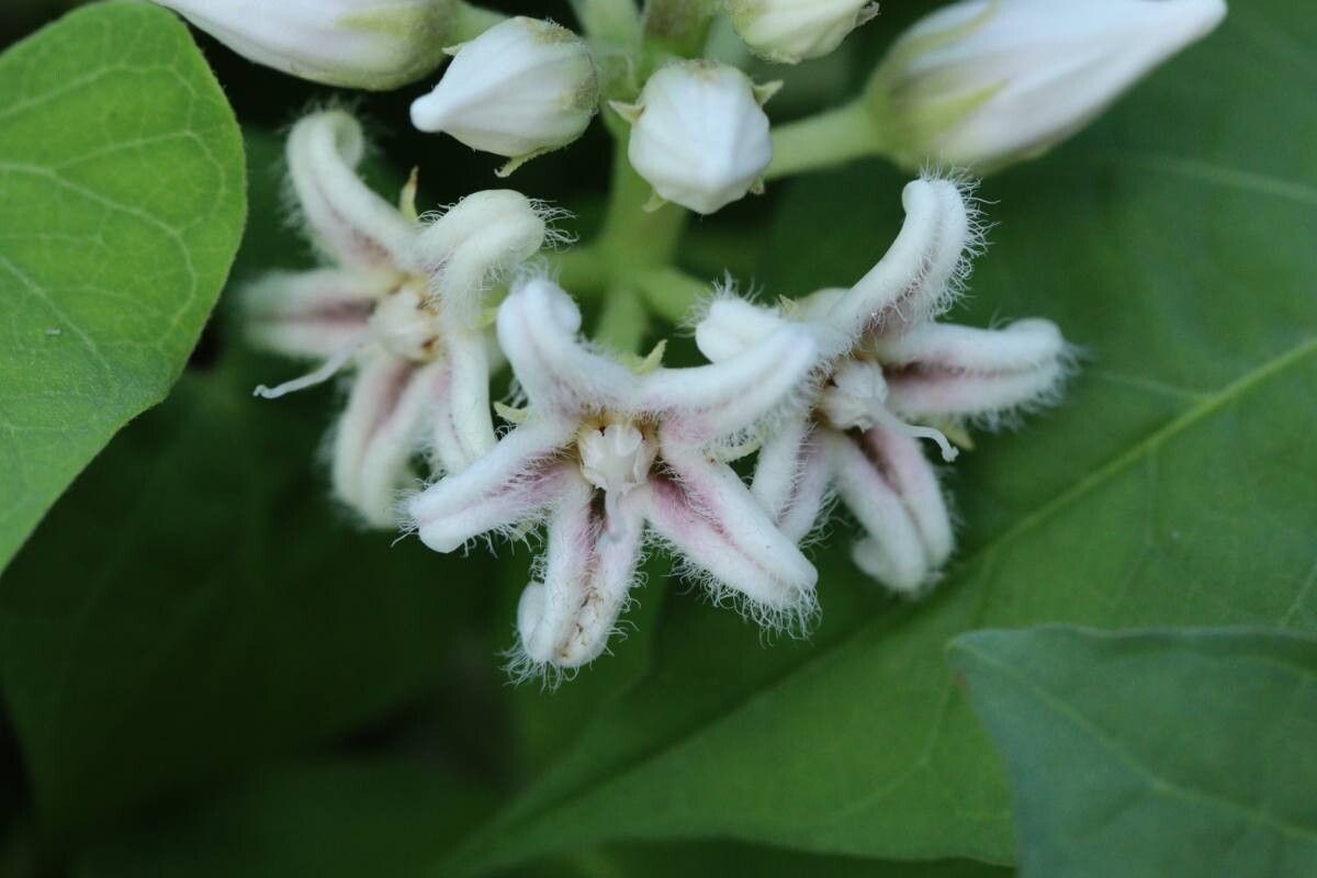 Cynanchum rostellatum flower