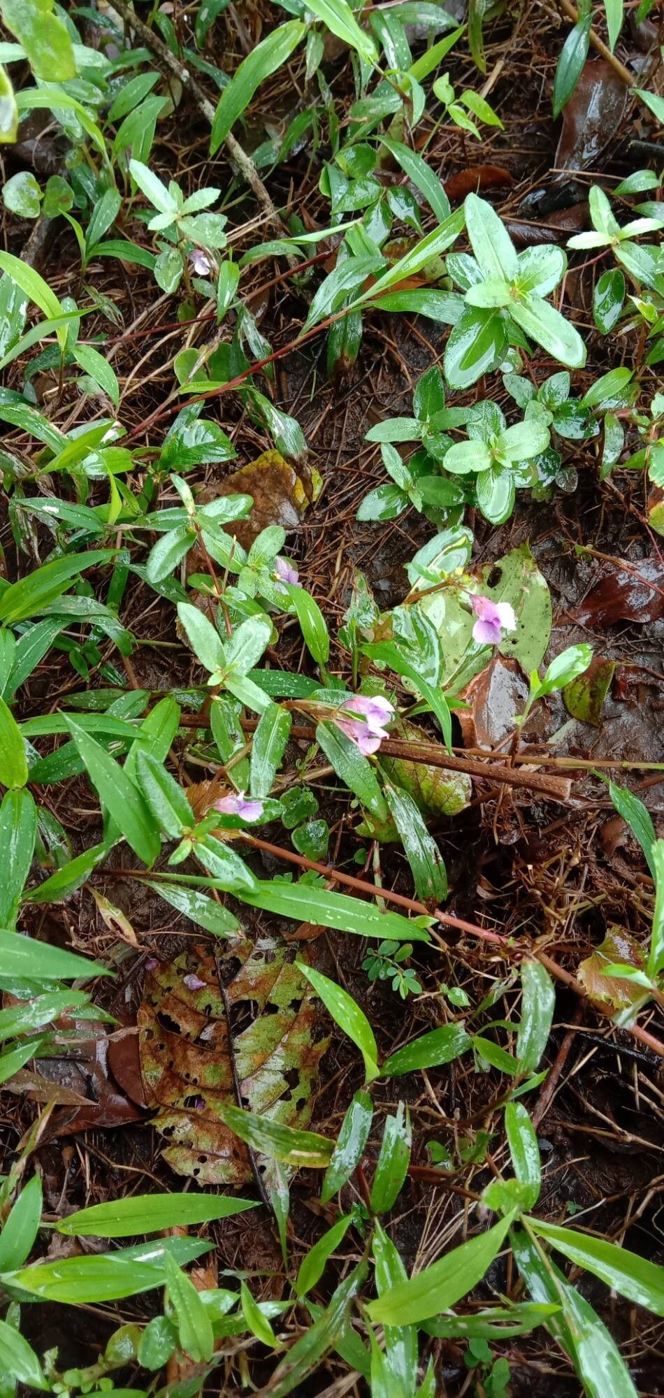 Impatiens rosea habit