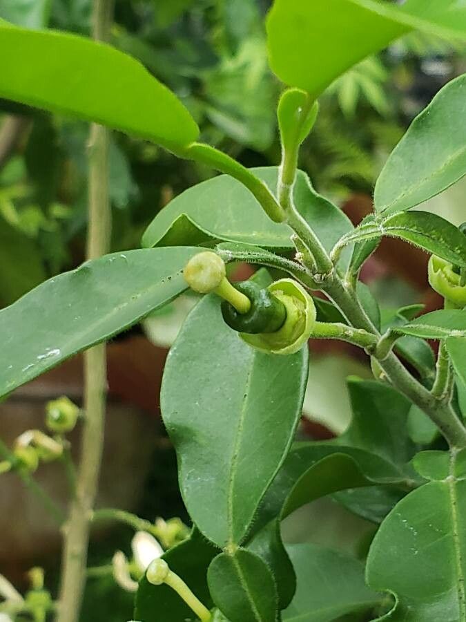 Citrus neocaledonica fruit