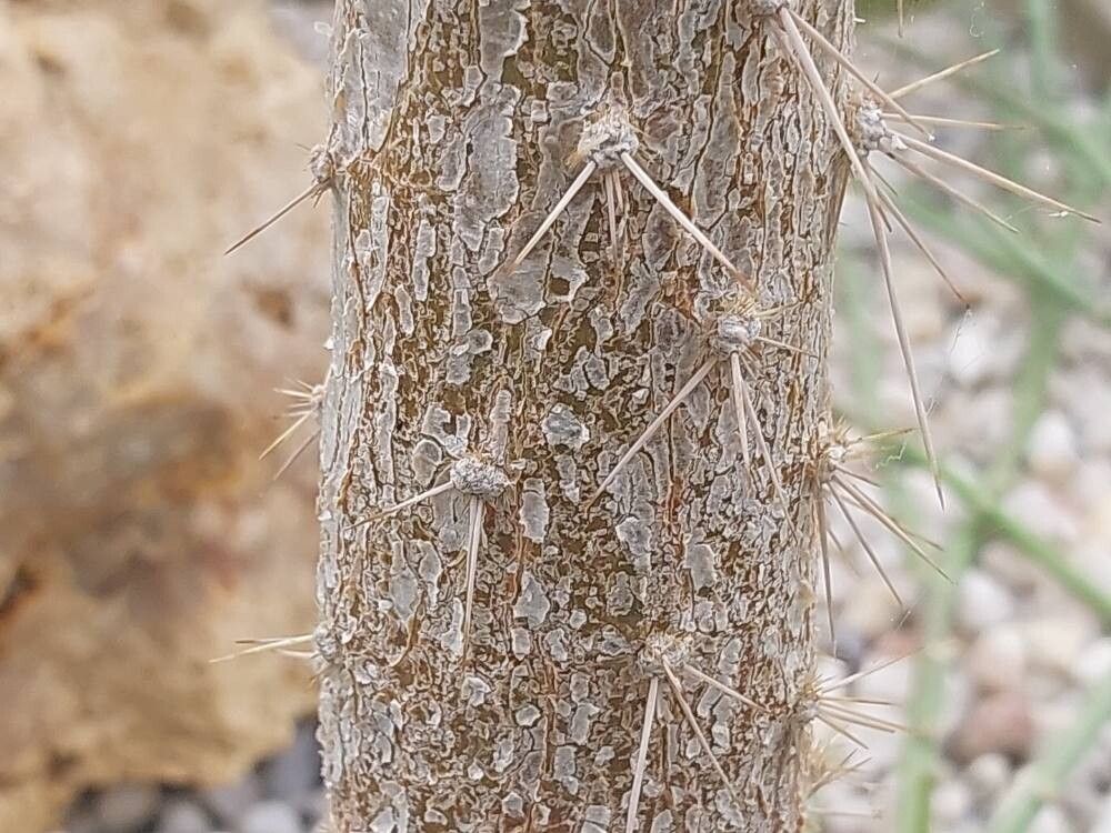 Opuntia dejecta bark