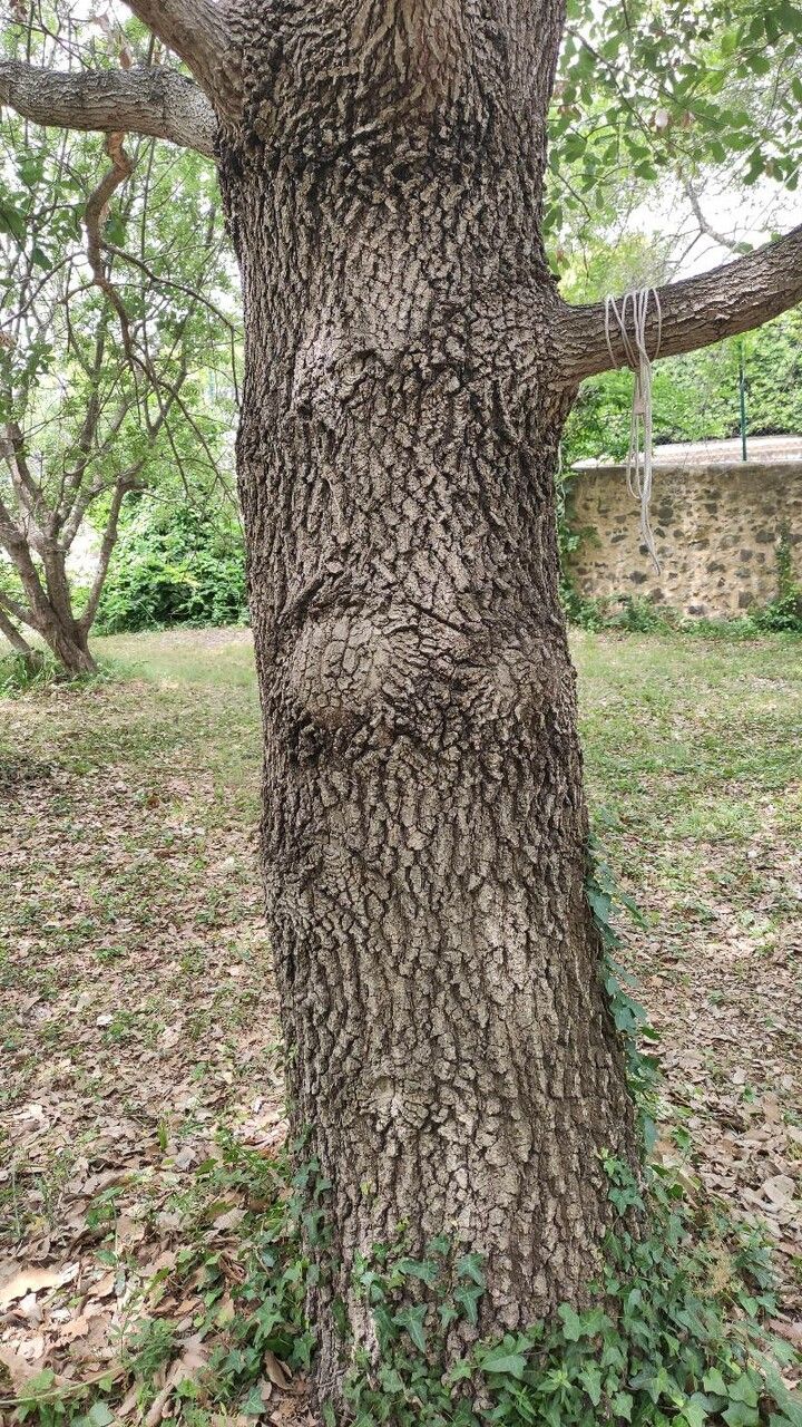 Quercus infectoria bark
